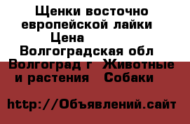 Щенки восточно-европейской лайки › Цена ­ 3 000 - Волгоградская обл., Волгоград г. Животные и растения » Собаки   